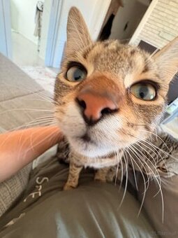 Baby/Jugend Katze, zum Betreuung geben, 1-3 Monate.