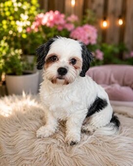 Malti - Tzu