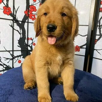 Labrador Retriever welpen