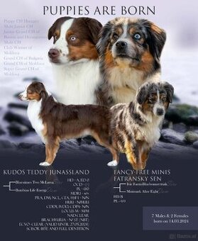 Miniatur amerikan shepherd