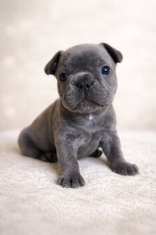 Exklusive Französische Bulldogge Hündin in Blau – seltene Ei