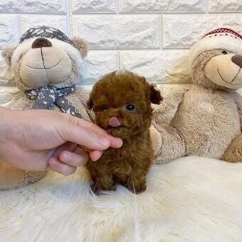 Pudel- Poodle welpen