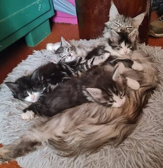 Reinrassige Maine Coon Kitten