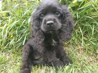 SPANIEL- FREUNDE AUFGEPASST