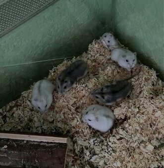 Dschungarische Zwerghamster Babys