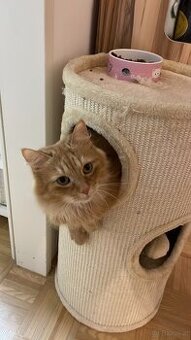 Herzenskatze (12) sucht stressfreien Altersruhesitz