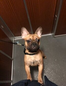 Verschenke Französische Bulldogge