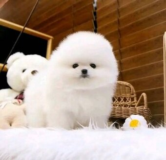 Pomeranian-Welpen suchen ein gutes Zuhause.