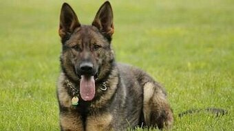 Deutscher Schäferhund