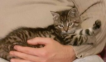 🐾 Süße Babykatze sucht ein liebevolles Zuhause 🐾