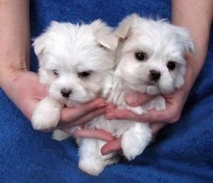 Malteser-Welpen