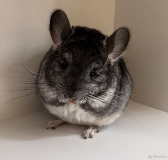 Chinchilla Böckchen suchen liebevolles Zuhause