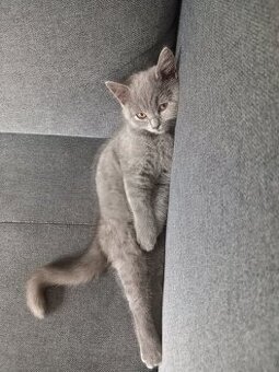 Reinrassige Bkh Kitten