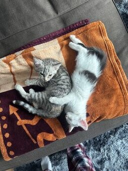 Katzen zu verkaufen