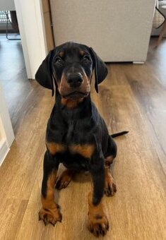 Doberman puppies zum werkaufen