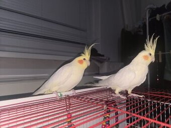 Nymphensittiche