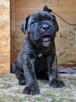 Cane Corso mit Stammbaum