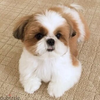 Shih Tzu Welpen zu verkaufen