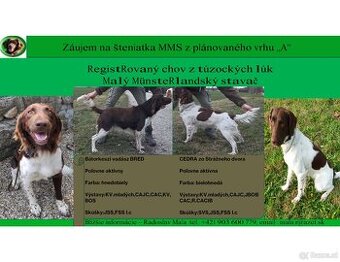 verkaufe kleine Münsterländer vorstehhund-Welpen