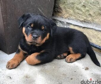 Rottweiler-Welpen verfügbar.