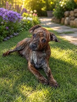Chihuahua/Französisch Bulldog Mix