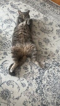 Katze Cici