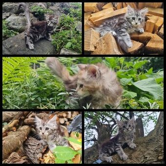 Maine Coon Kitten