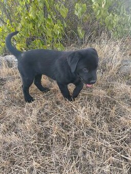 Labrador-Welpen zu verkaufen