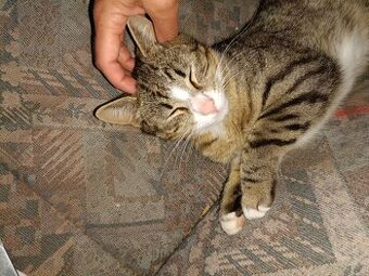 junge Katzen suchen dringend neues Zuhause