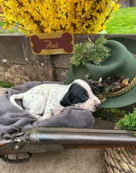 Auvergne Hűhnerhund/Jagdhund (FCI)