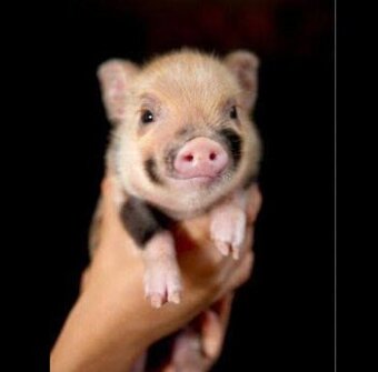 Micro schweine zu verkaufen