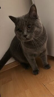 BKH Kater