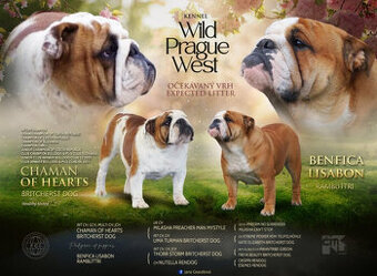 Englische Bulldoggenwelpen mit PP