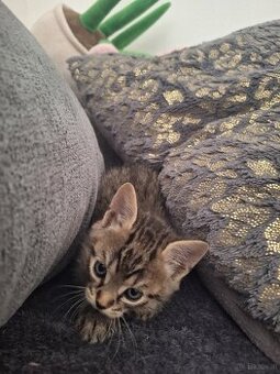Katzenbaby zu vergeben