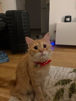 Wohnungskatze zu verkaufen 🐈 - Mini Maine Coon Mischling