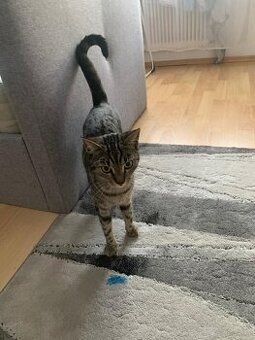 Tigerkatze