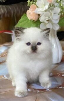 verschmuste Heilige Birma Kitten abzugeben