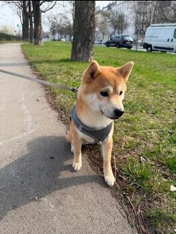 Wunderschöner Shiba Inu sucht liebevolles Zuhause 🐾
