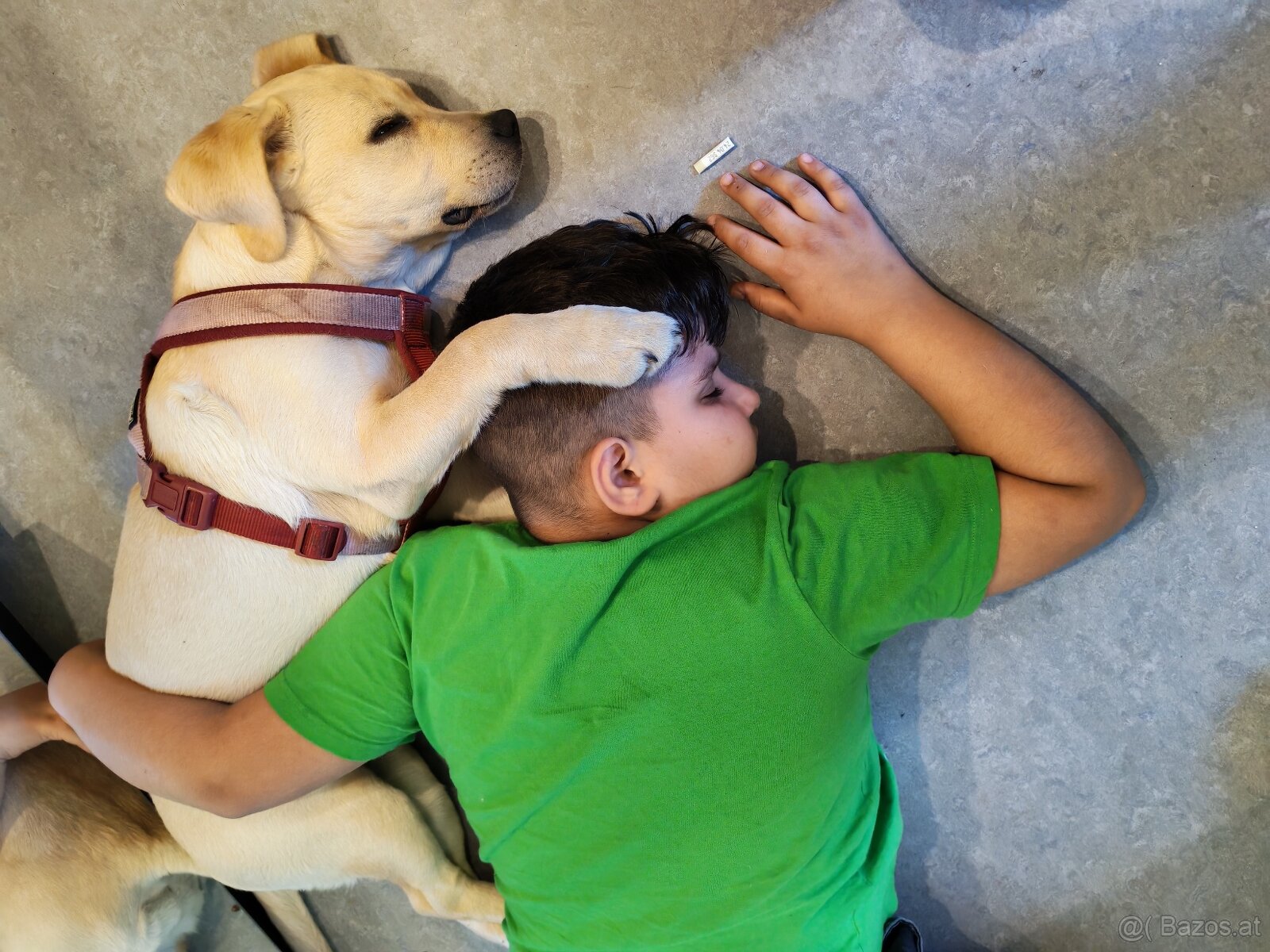 Labrador Welpe - 2