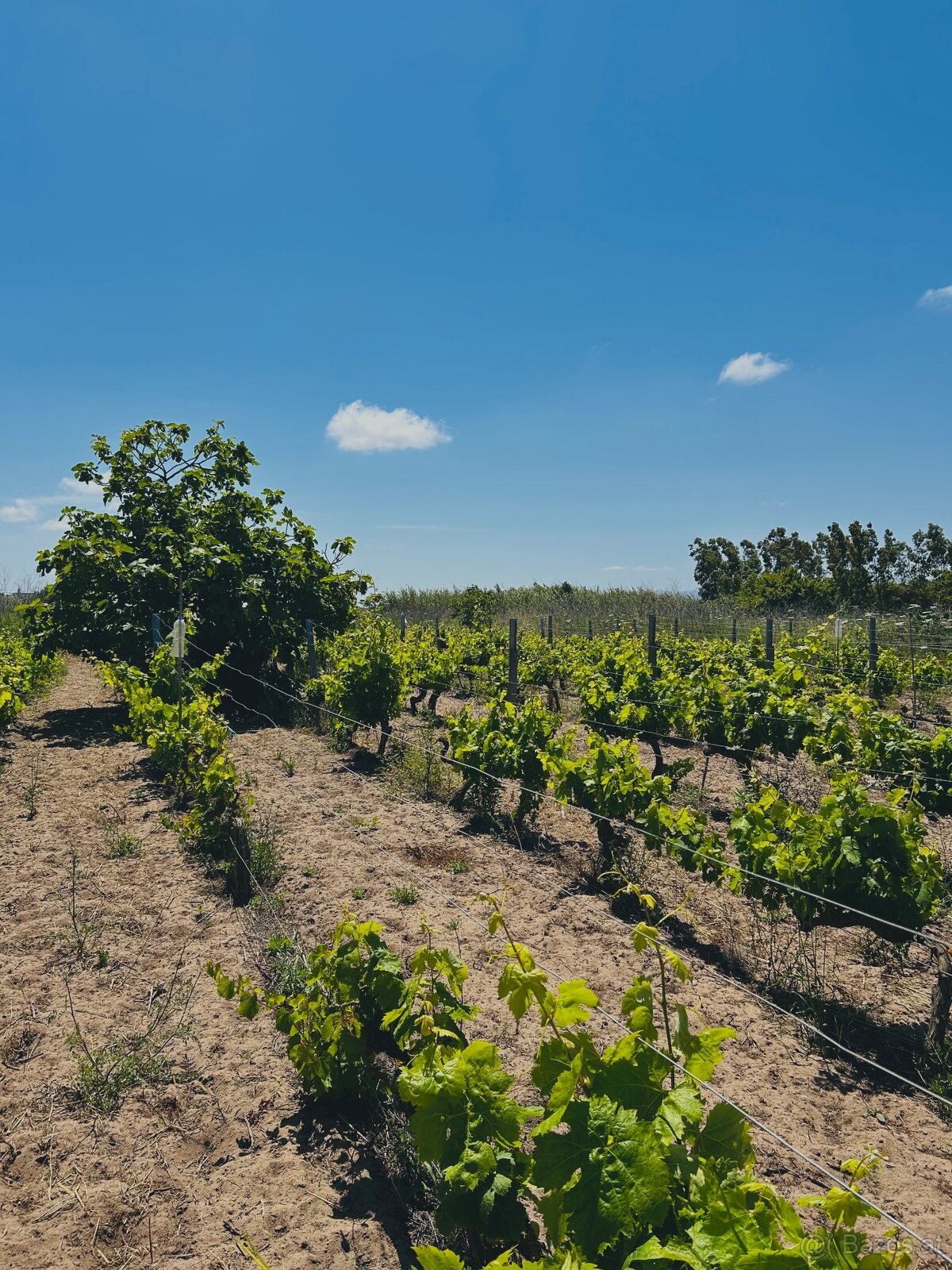 Weinberge auf Sardinien, Italien - 2