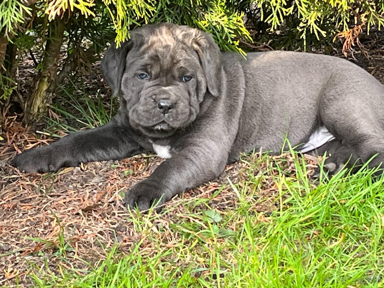 Reinrassige Cane Corso Welpen - 2
