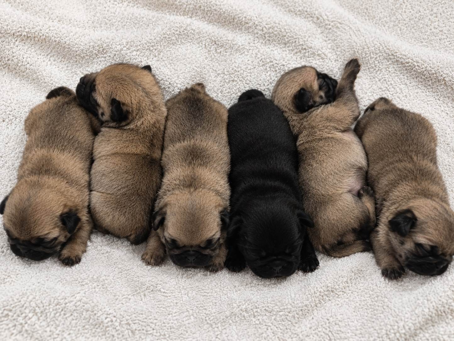 Mops Welpen mit Ahnentafel - 2