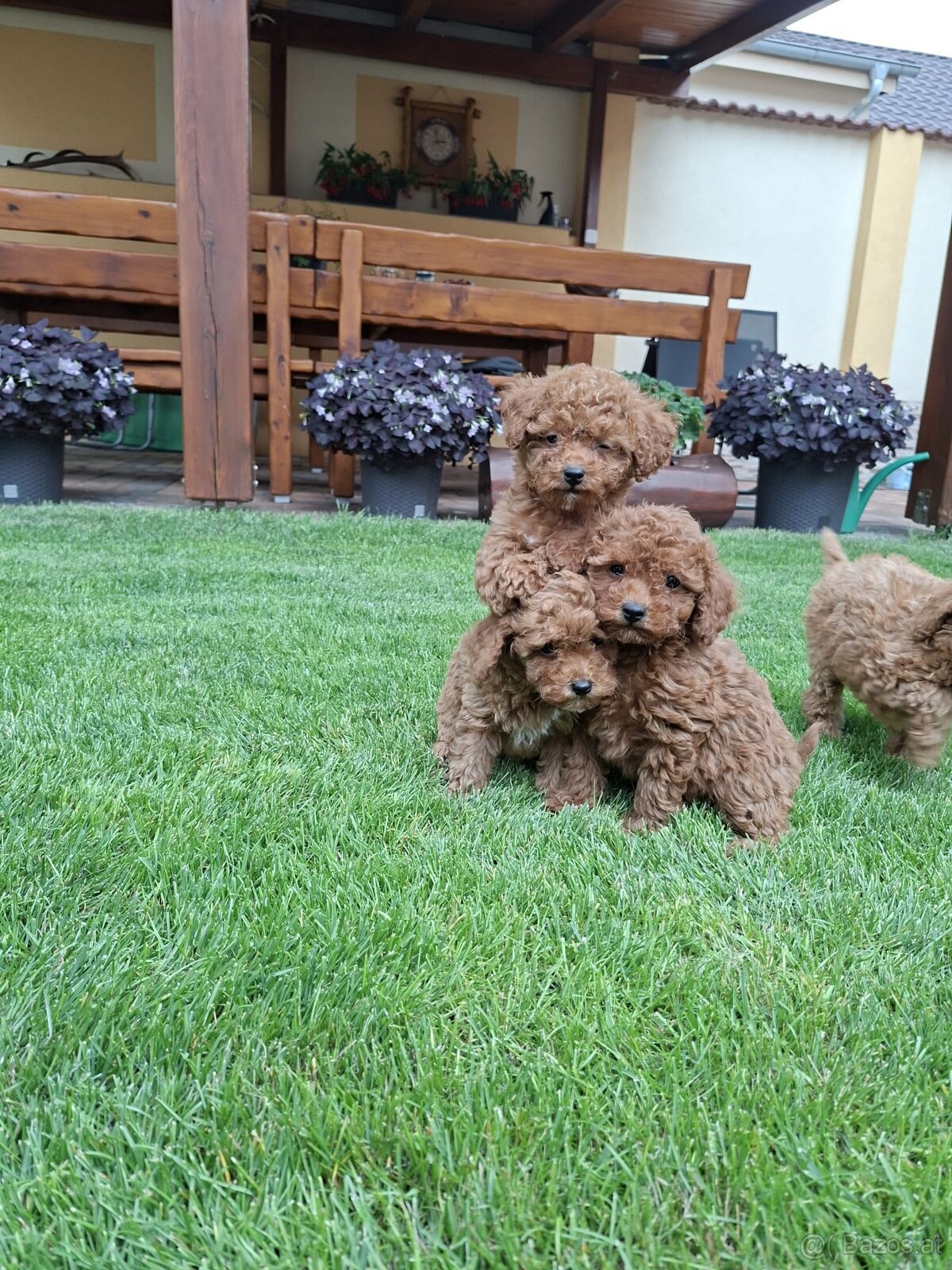 Pudel poodle toy red - 2