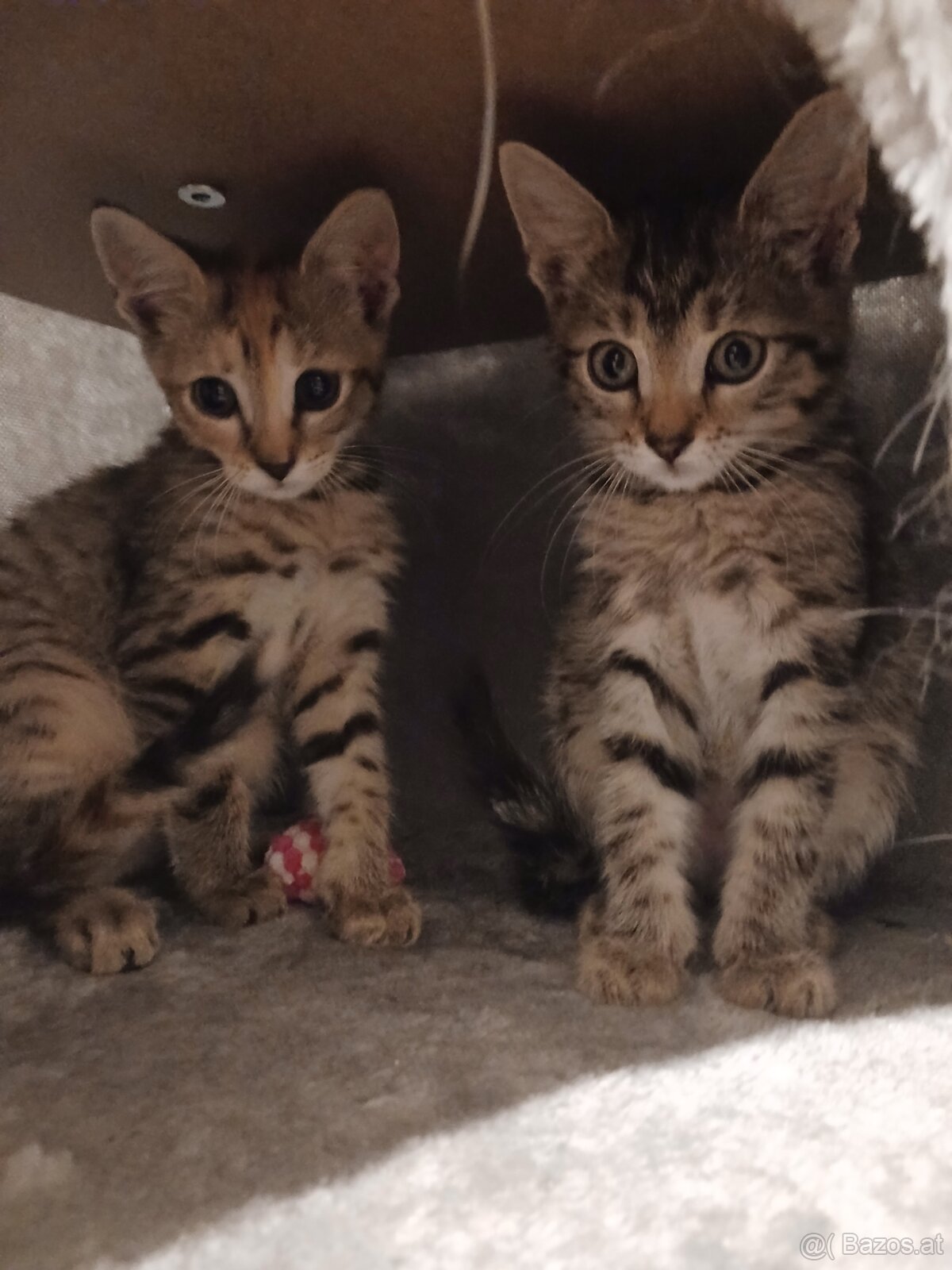 Hauskatze - 2