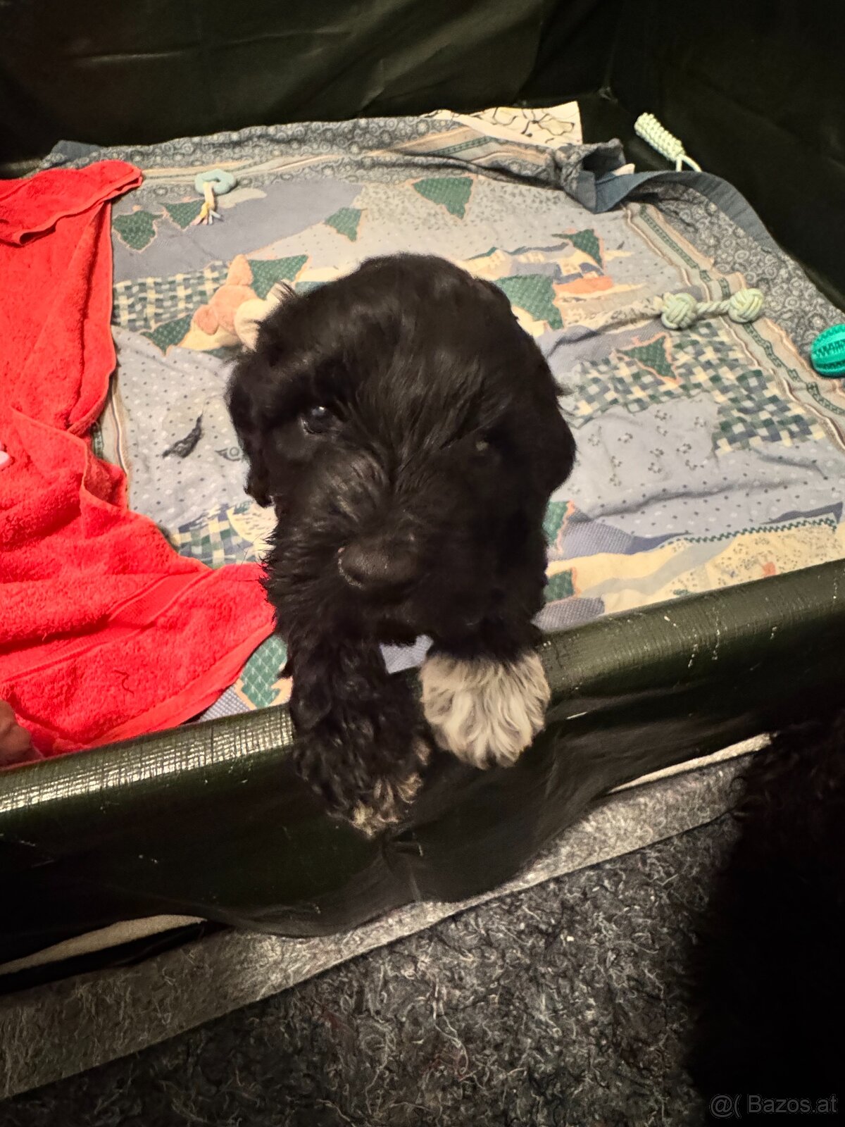 Portugiesische Wasserhundewelpen - 2