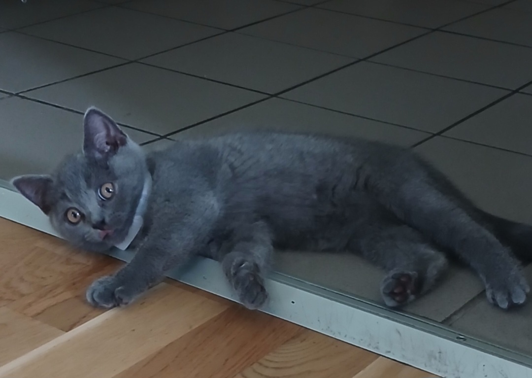 BKH kitten - 2