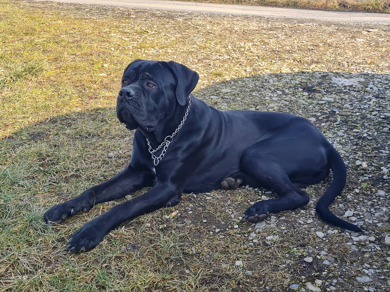 Cane Corso - 2