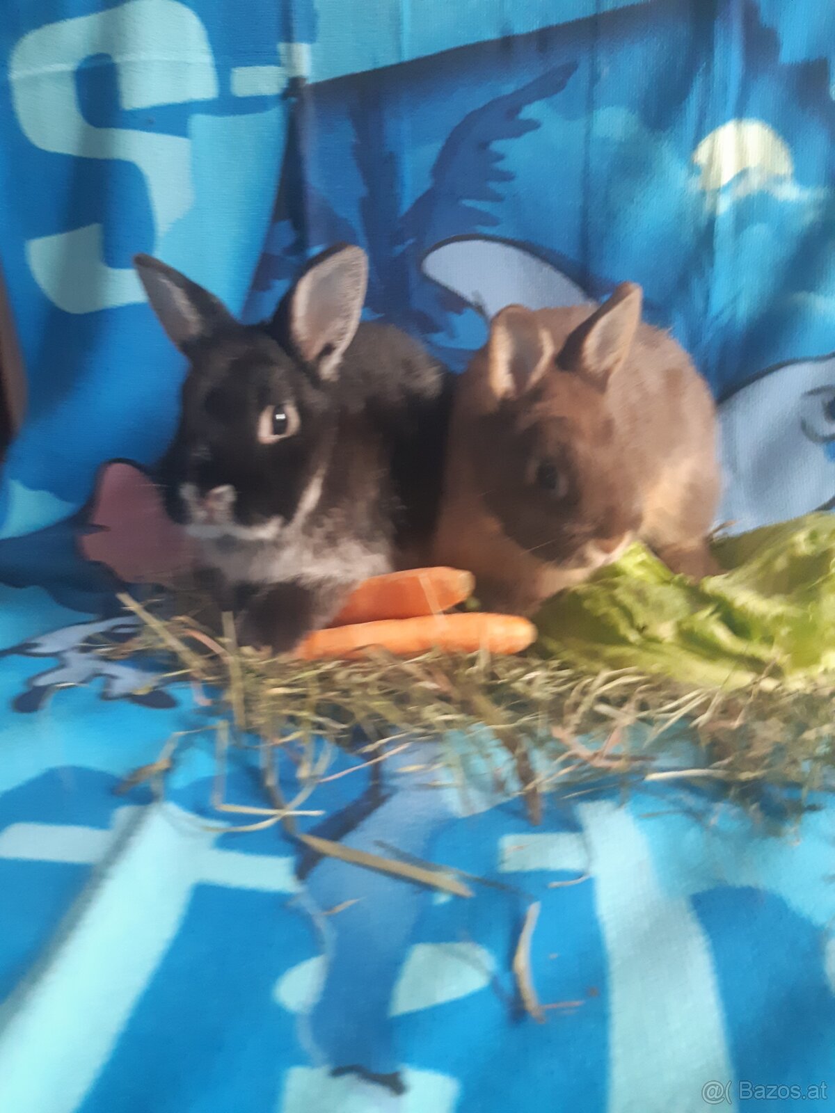 Zwergkaninchen Babys zu vergeben - 2