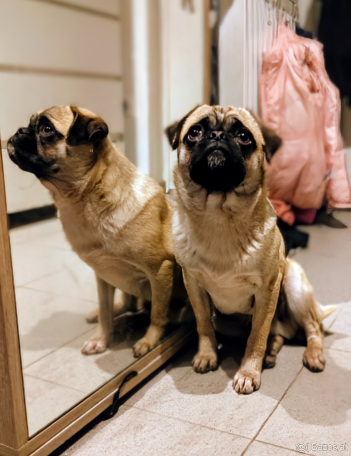 Sportlicher MOPS Rüde - 8 Monate - 2