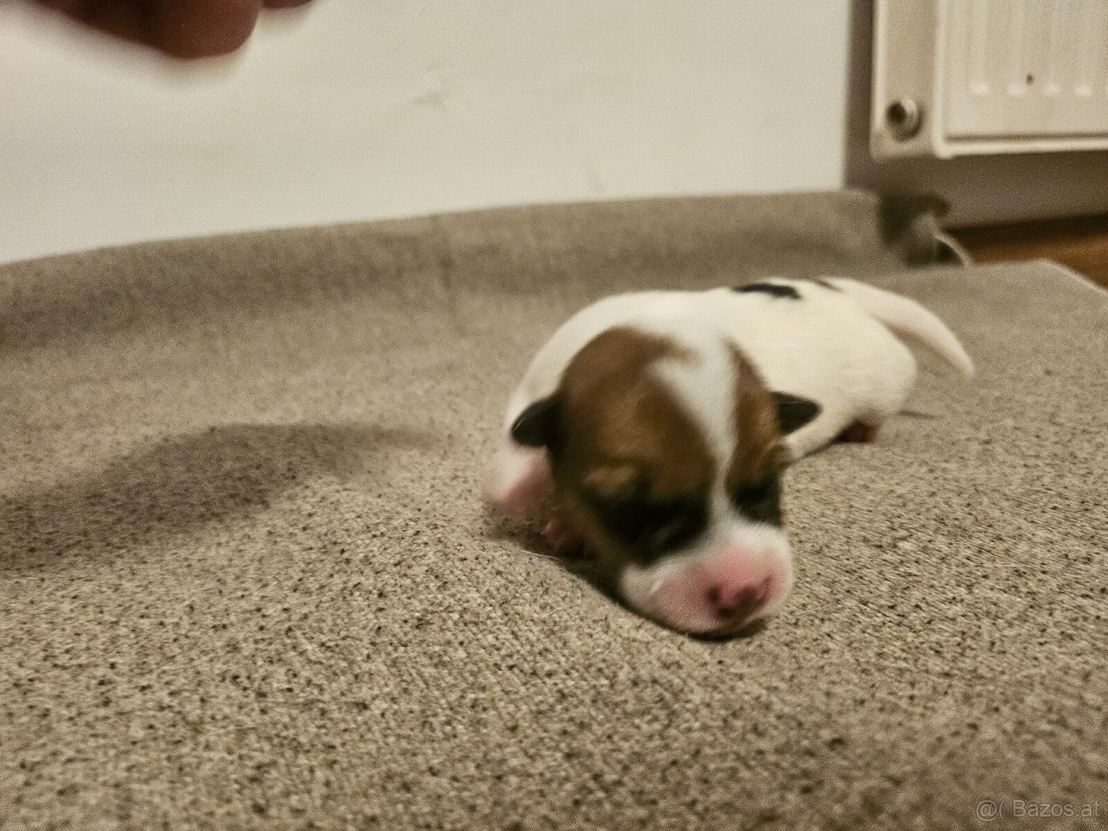 Jack Russell Terrier Welpen gew.13.04.2026 - 2